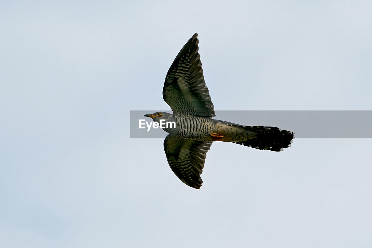 LOW ANGLE VIEW OF EAGLE FLYING AGAINST SKY