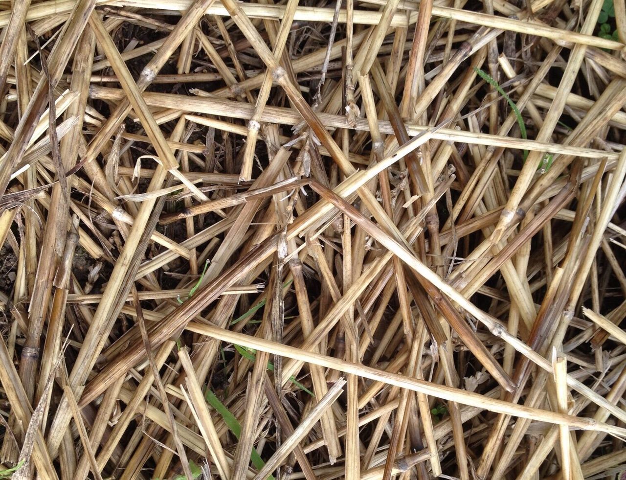 FULL FRAME SHOT OF MESSY GROUND