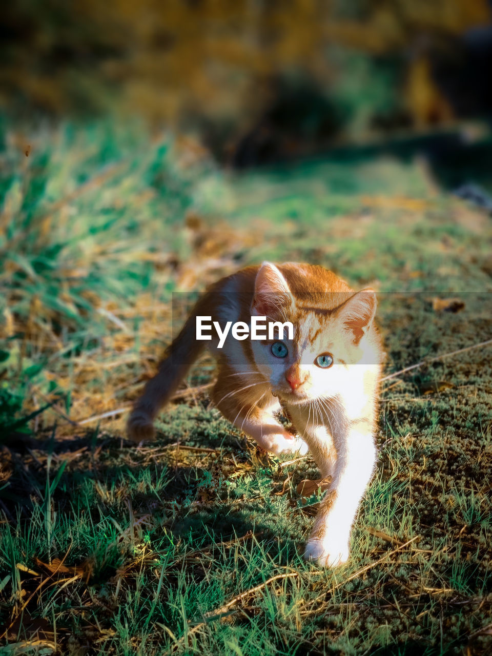 Portrait of kitten in a field