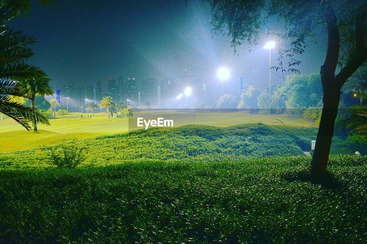 VIEW OF ILLUMINATED TREES AT NIGHT