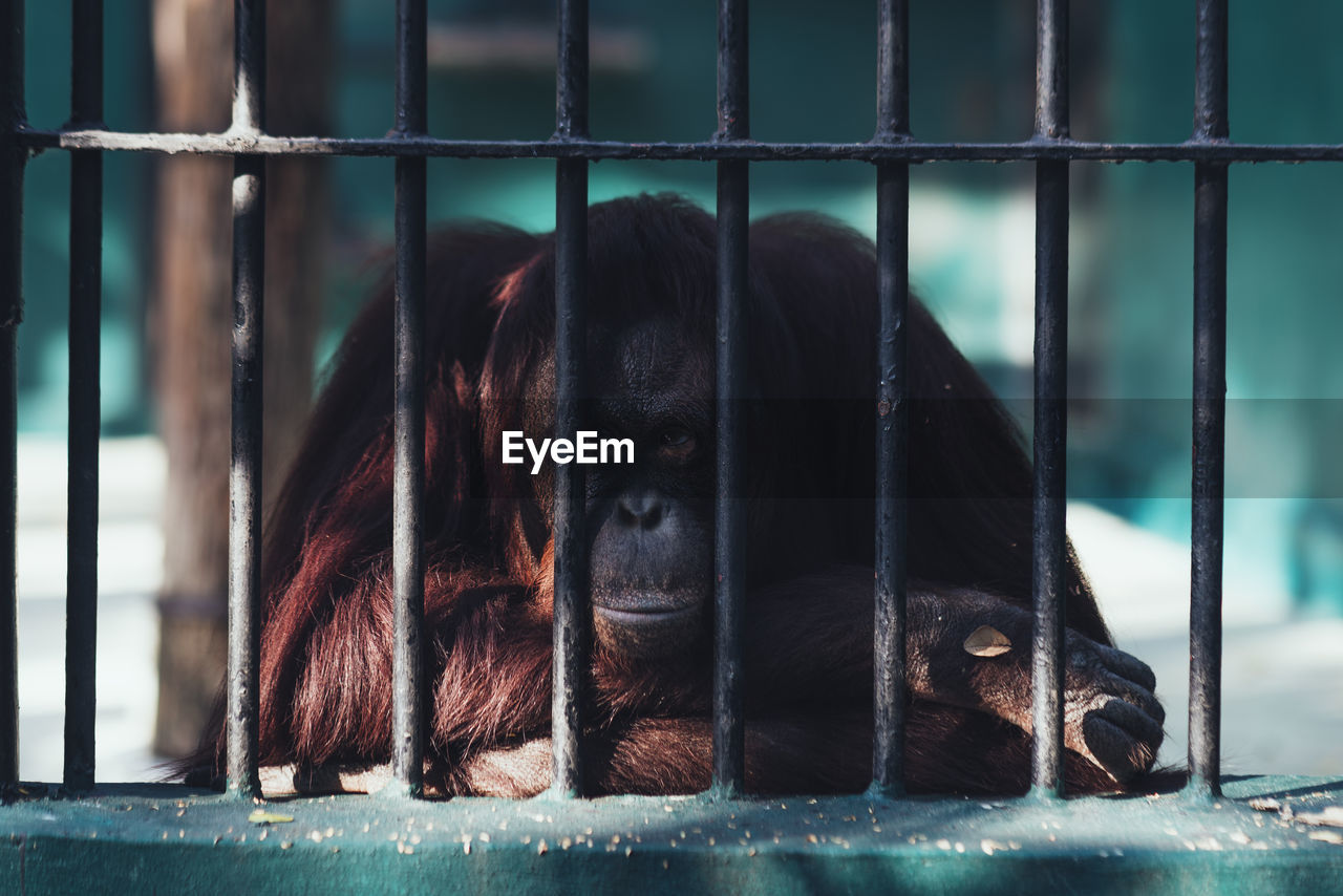 Orangutan with kept in cage with sadness face.