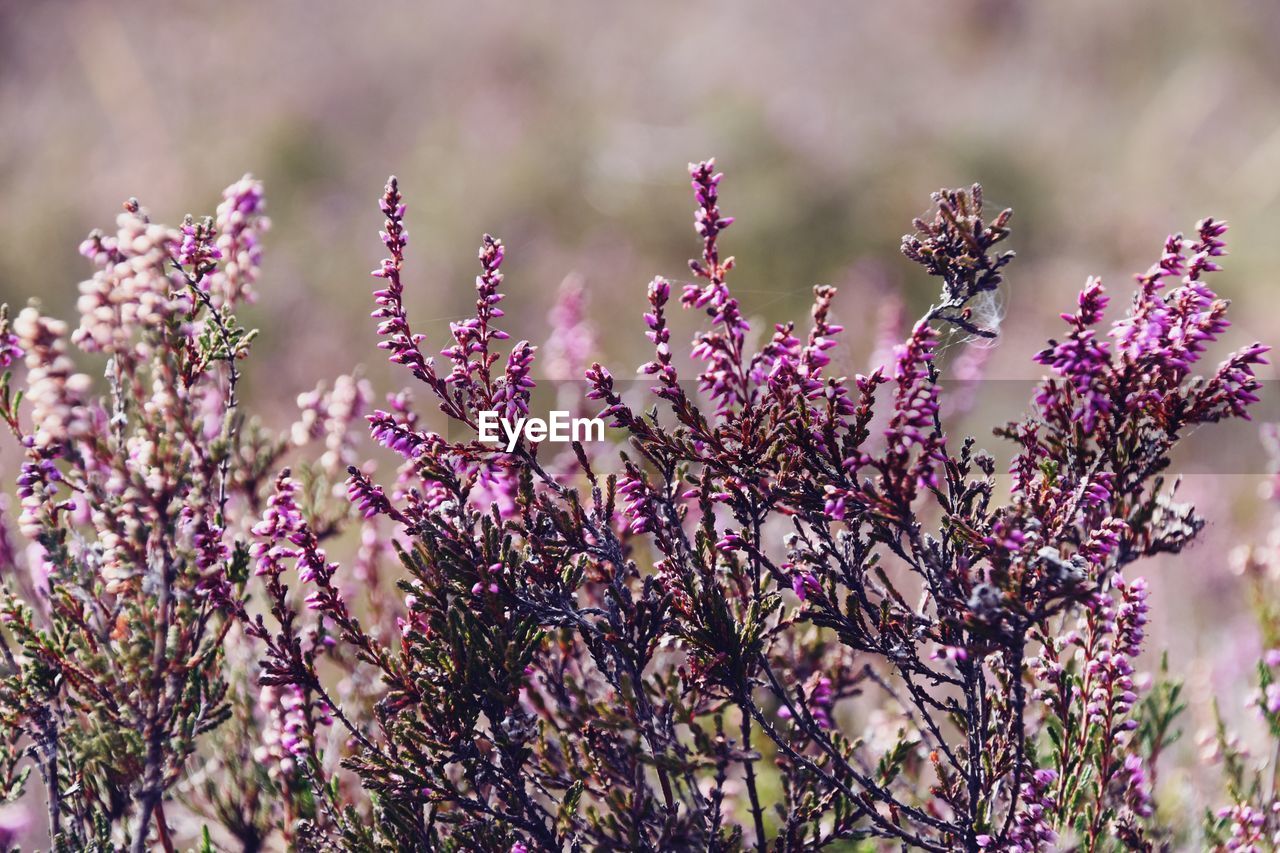 Close-up of pink flowering plants