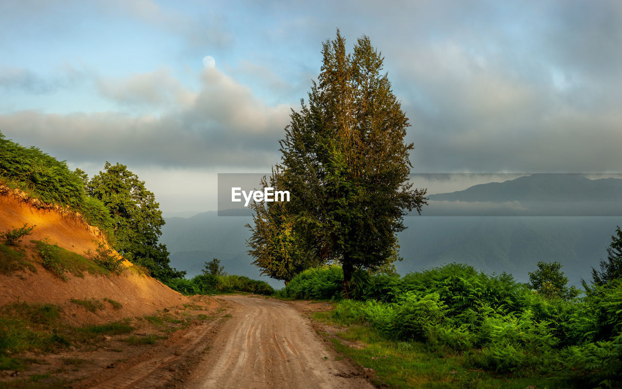 DIRT ROAD AMIDST TREES AGAINST SKY