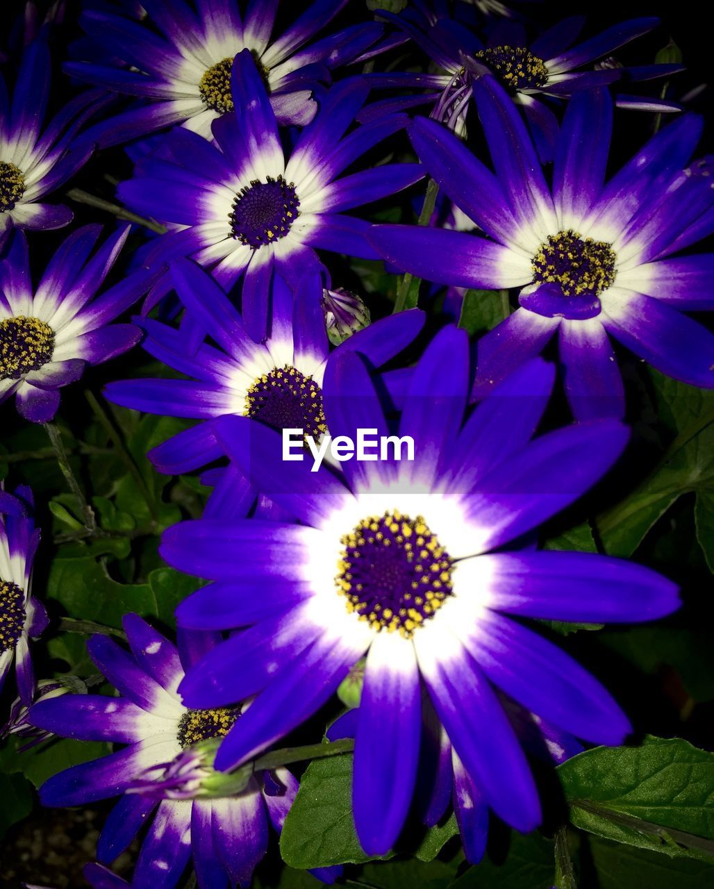 CLOSE-UP OF PURPLE FLOWERS BLOOMING