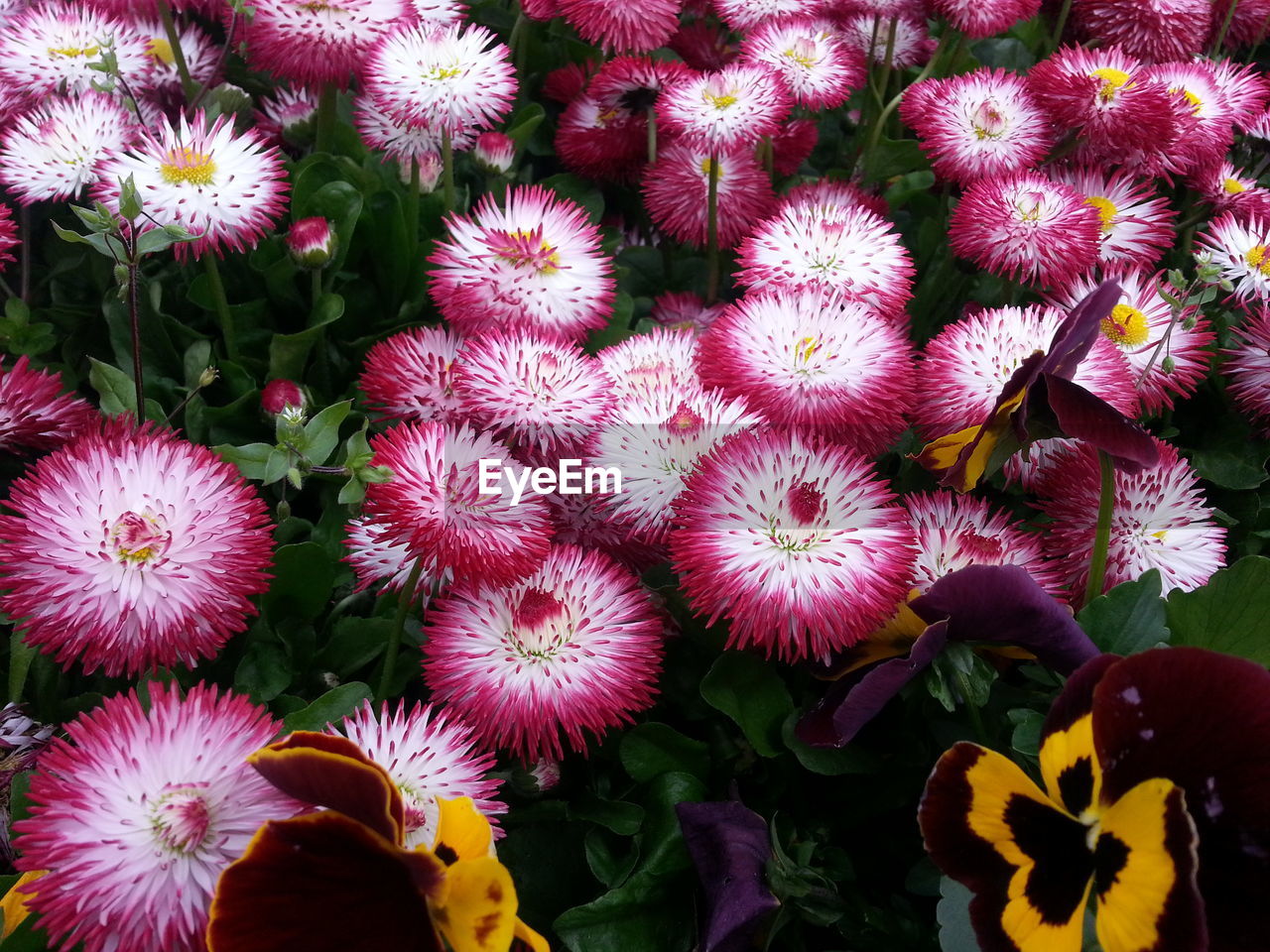 Full frame shot of succulent plants