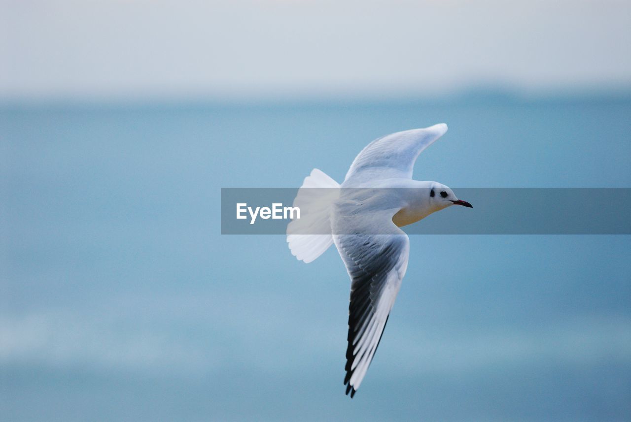 Bird flying against sea