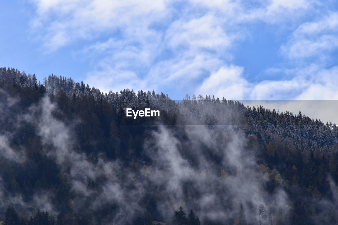 Low angle view of trees in forest against sky