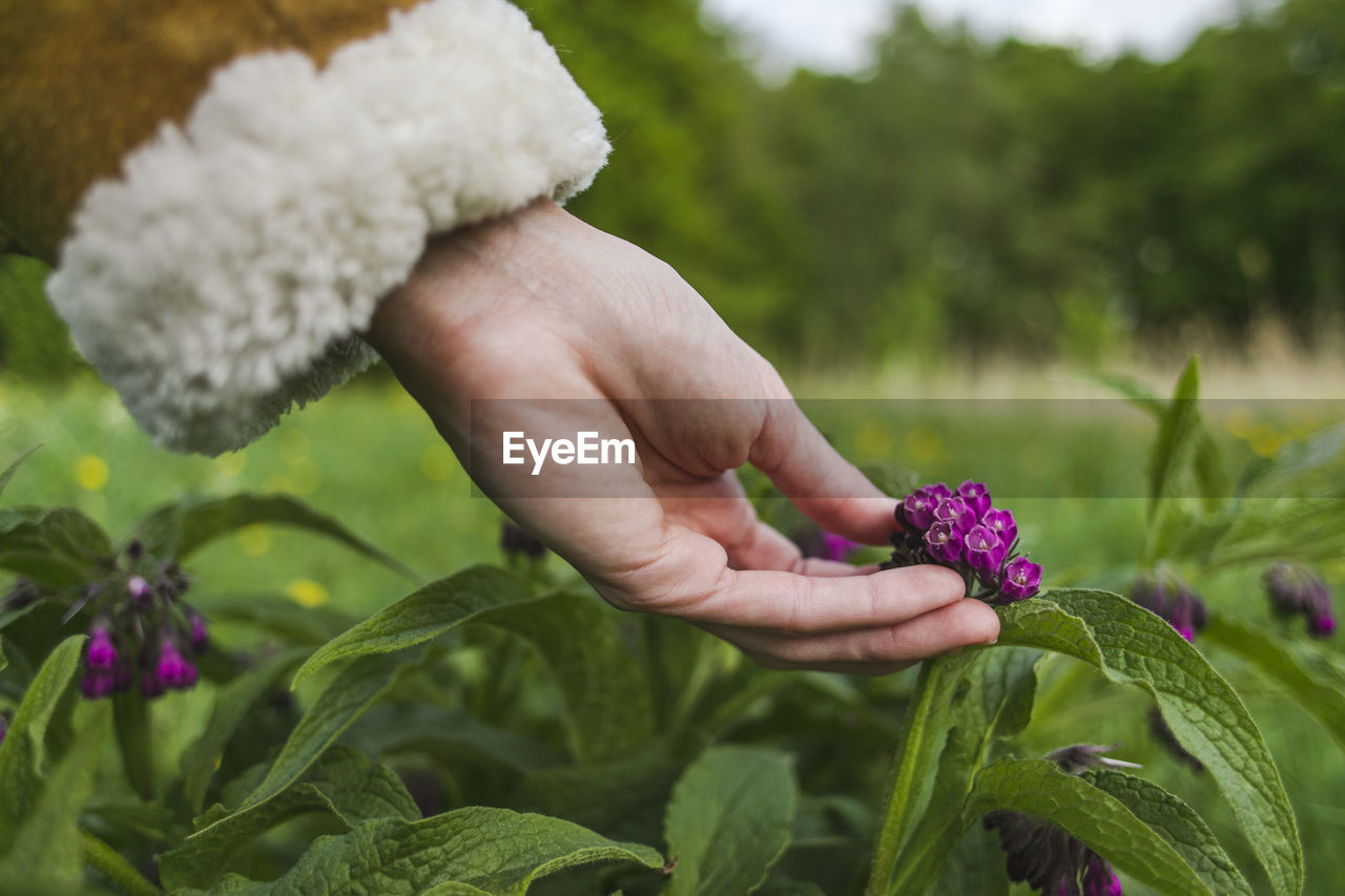 Cropped hand holding purple flowers