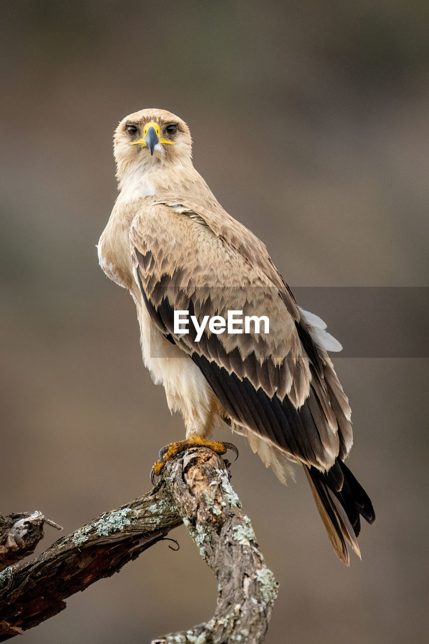 Tawny eagle on twisted branch watching camera