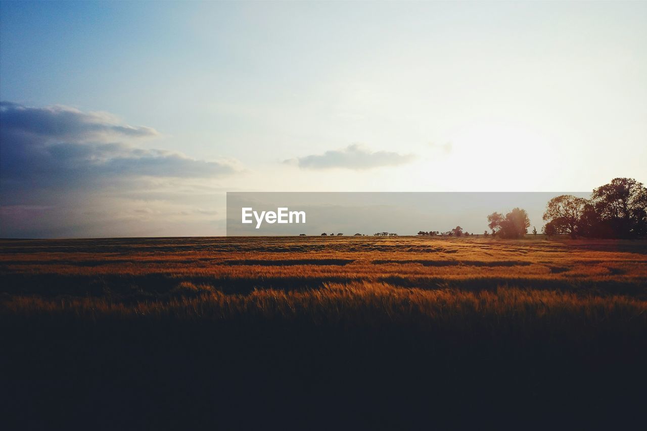 Scenic view of grassy field against sky during sunset