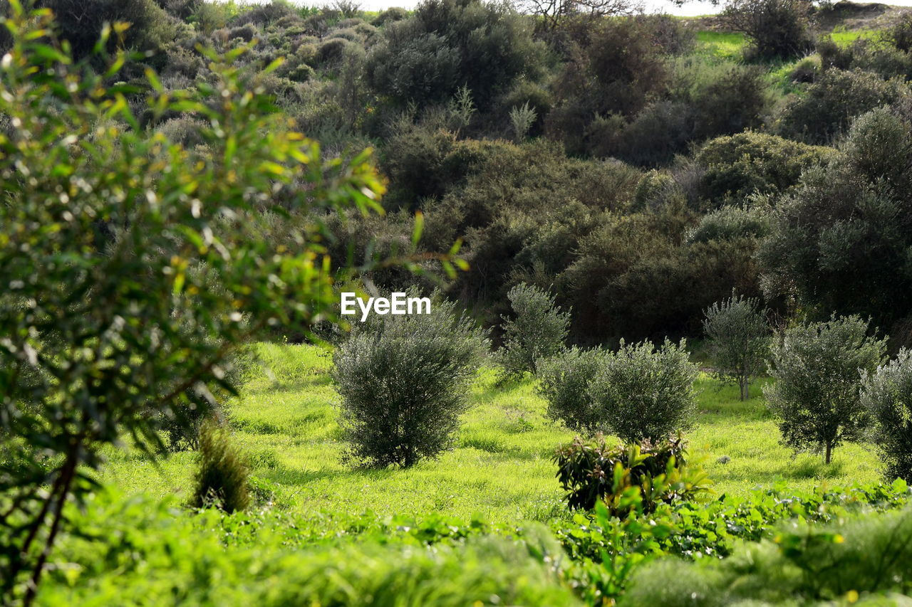 VIEW OF FRESH GREEN FIELD