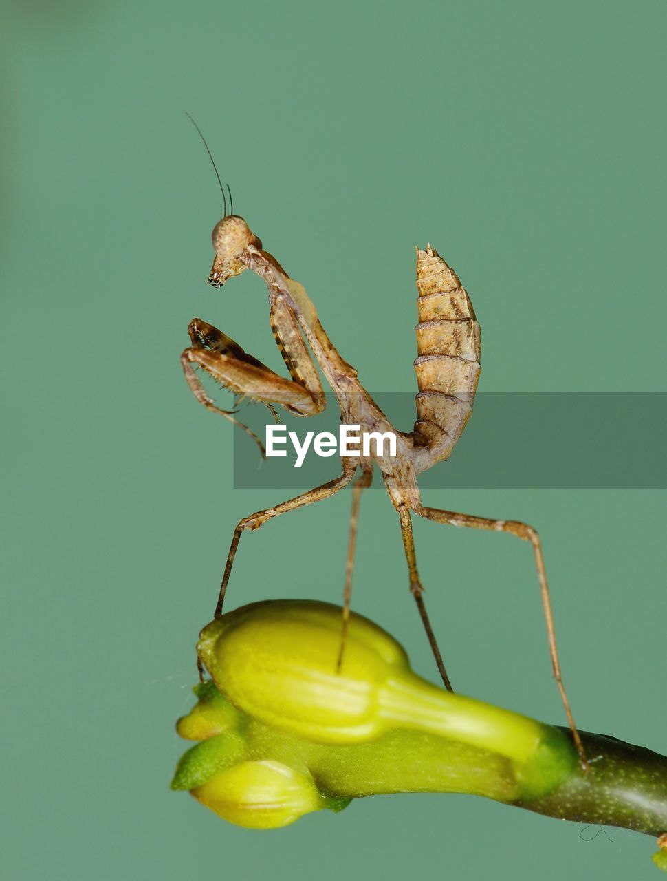 CLOSE-UP OF INSECT AGAINST WHITE BACKGROUND