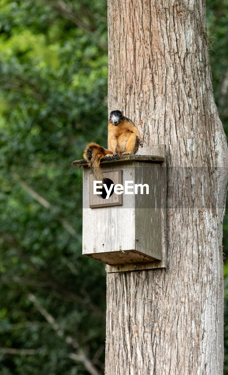 Red fox squirrel sciurus niger sitting on a birdhouse in naples, florida.