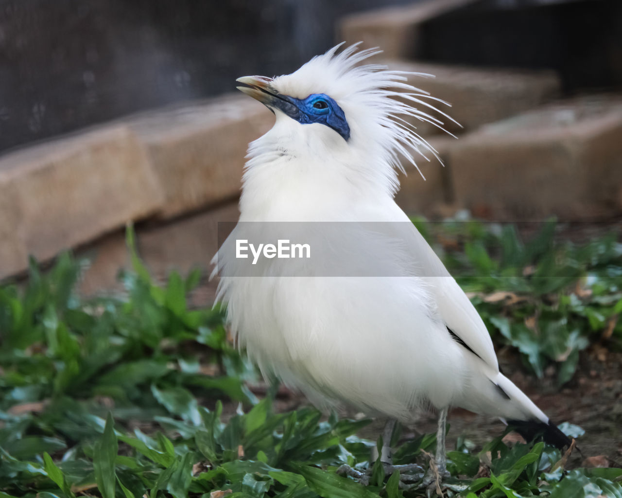CLOSE-UP OF WHITE BIRD PERCHING ON LAND