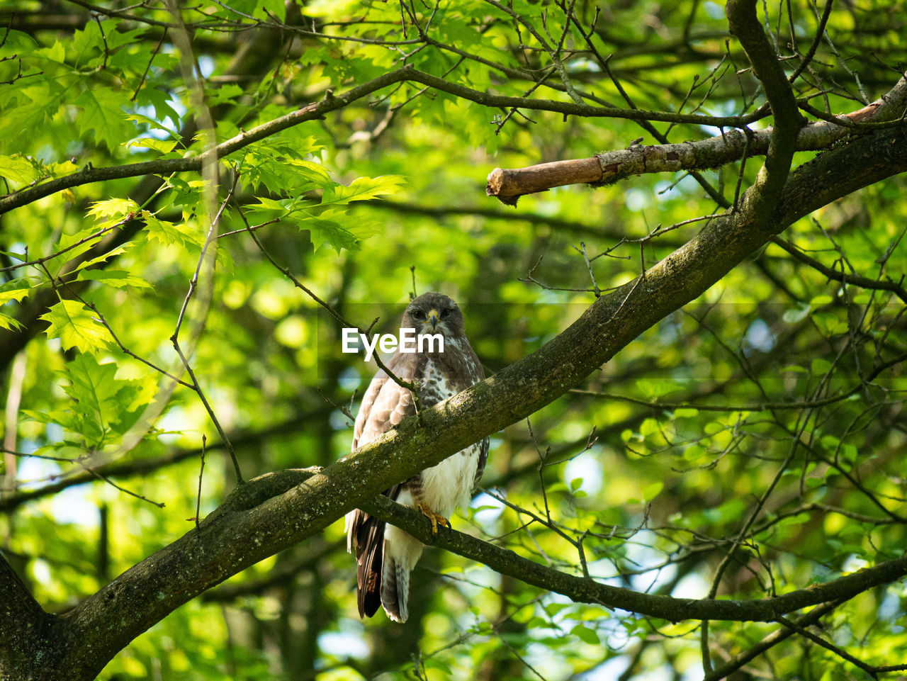Low angle view of bird of prey perching on tree in forest