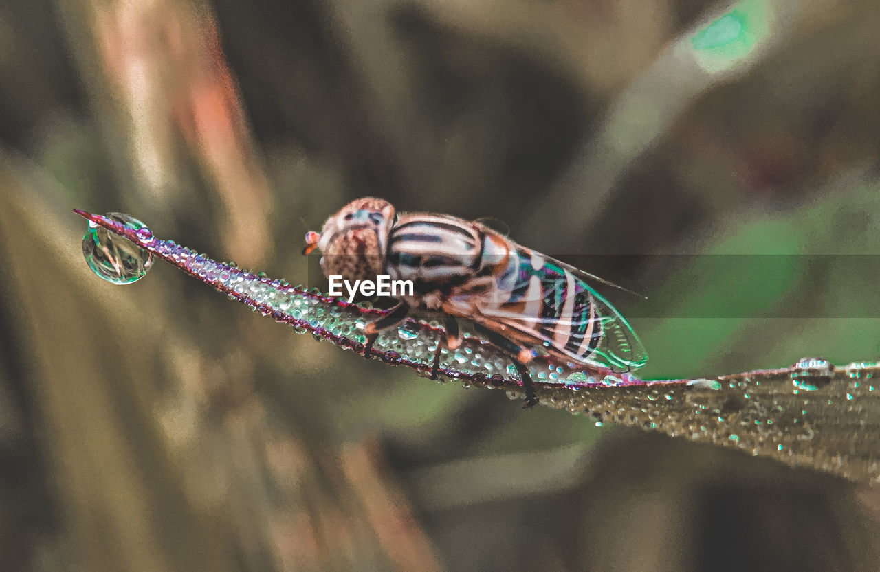 Insect on a leaf