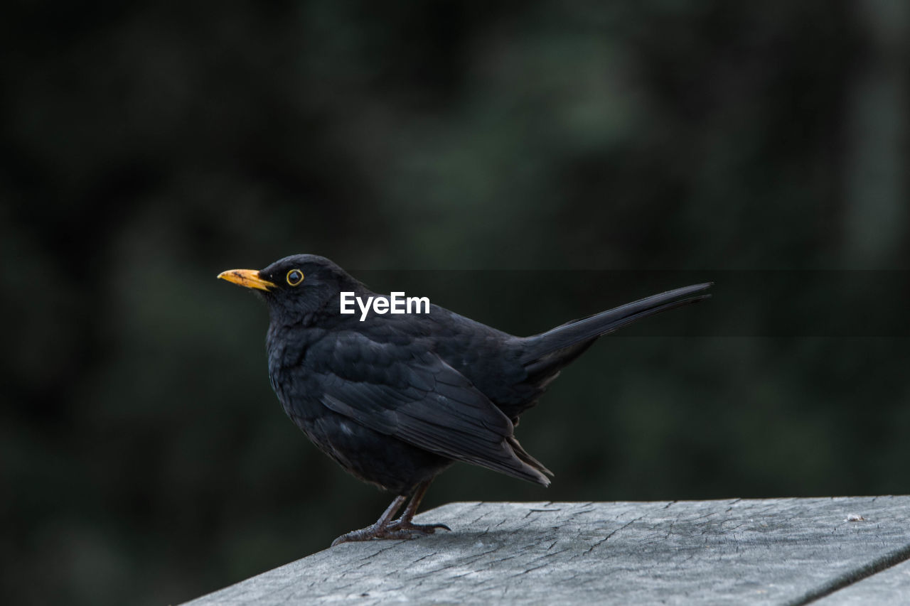 Close-up of bird perching on wood