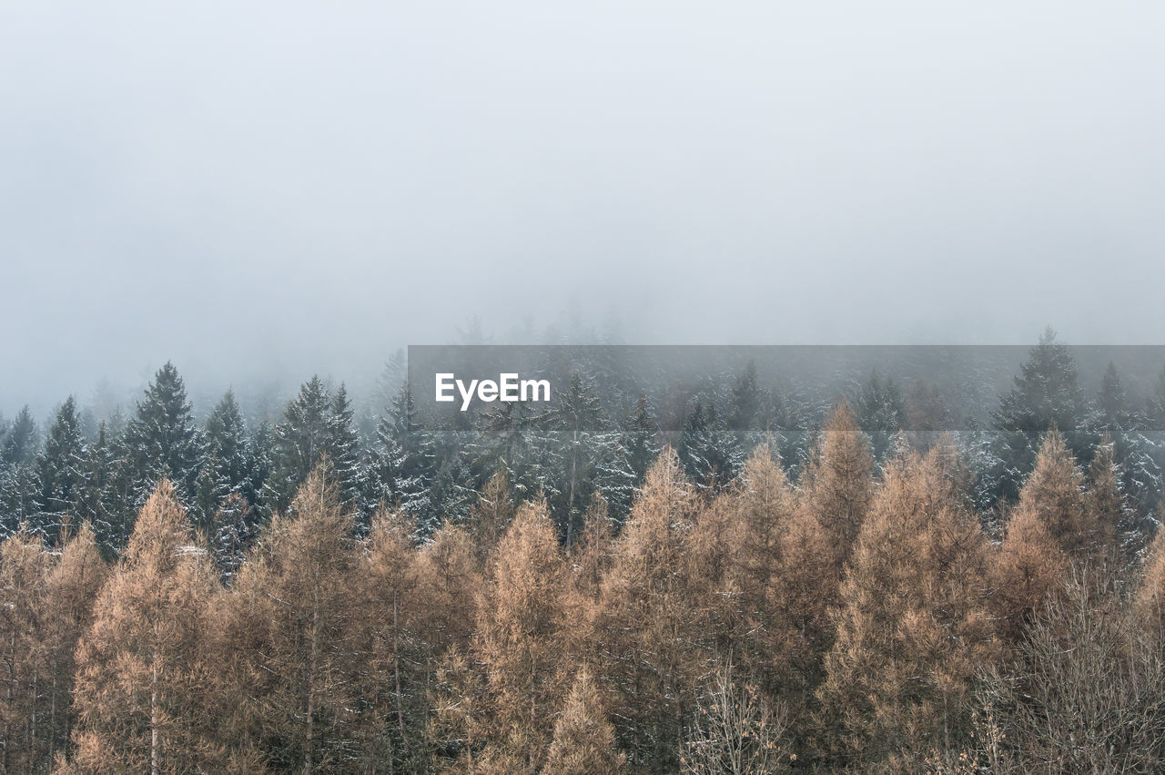 Trees in forest during foggy weather