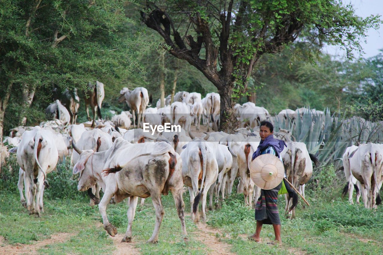 Portrait of woman with cows walking on field against trees