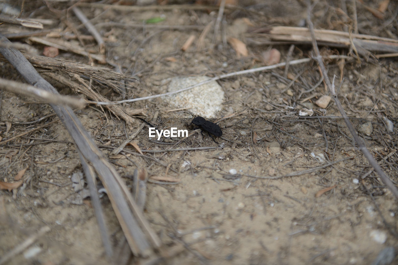 HIGH ANGLE VIEW OF INSECT ON DRY LAND