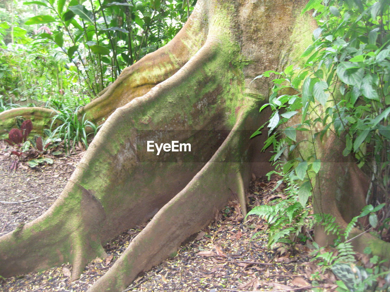 CLOSE-UP OF TREES IN FOREST