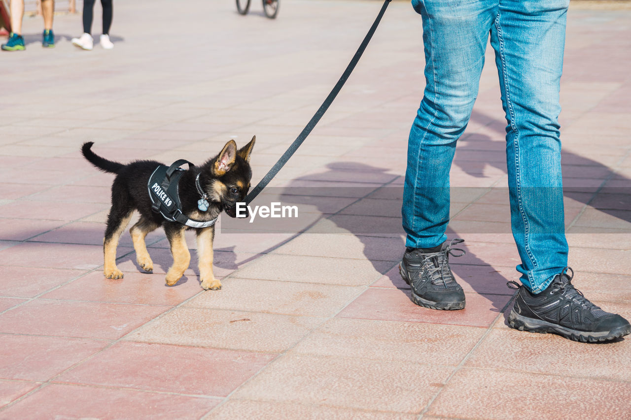 LOW SECTION OF PERSON WITH DOGS ON FOOTPATH