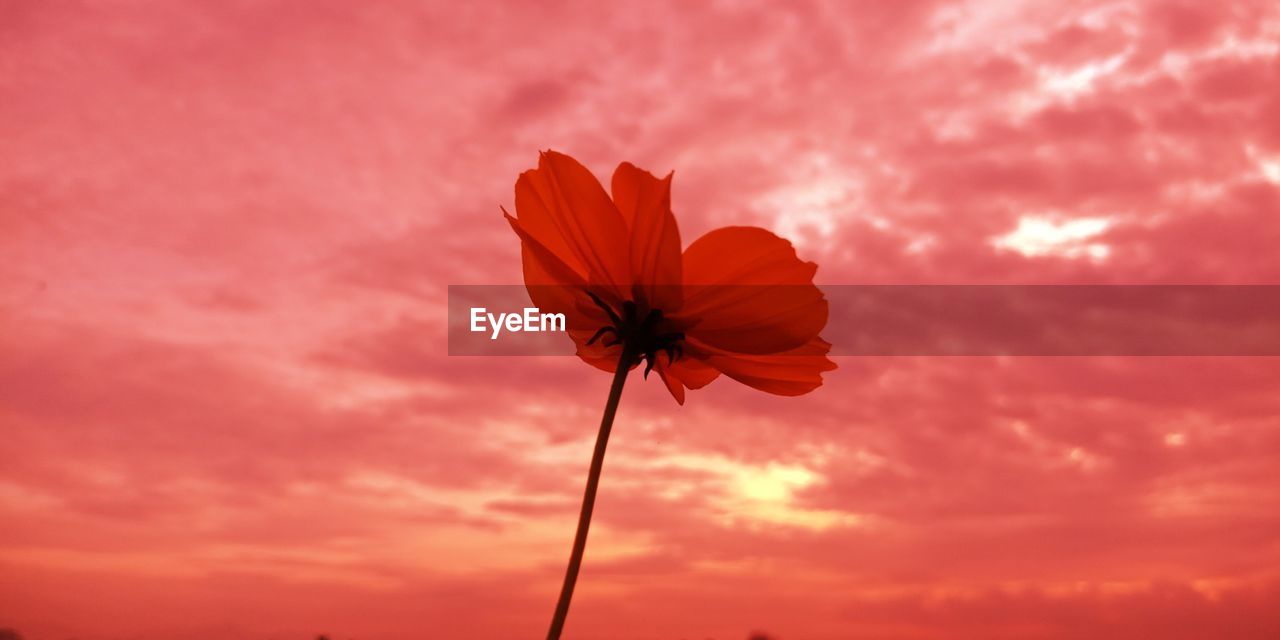 Close-up of orange flowering plant against cloudy sky