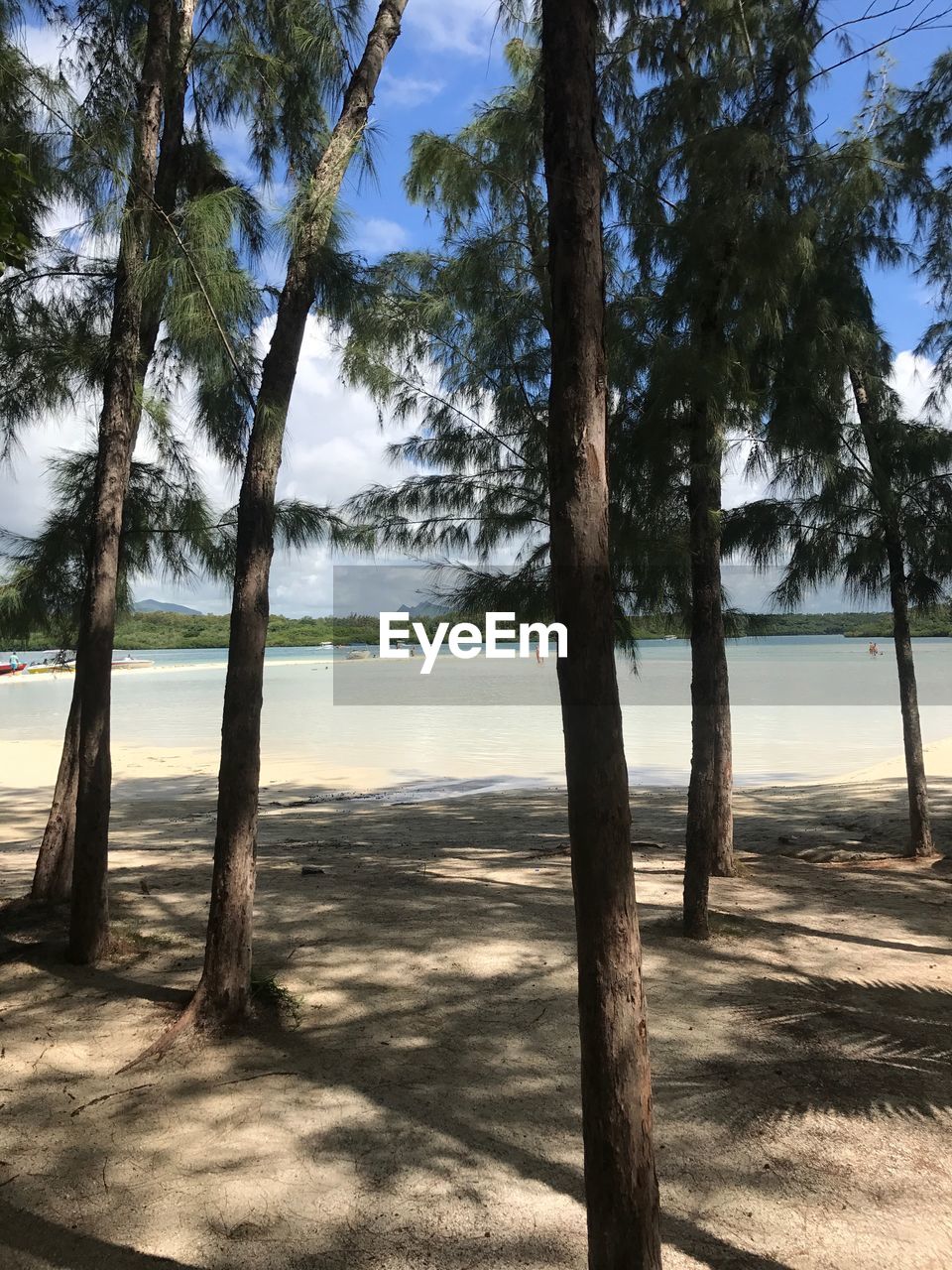 TREES ON SHORE AGAINST SKY