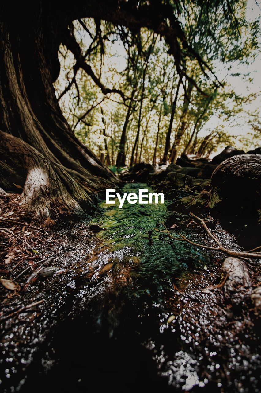 SURFACE LEVEL OF TREE TRUNK WITH MOSS