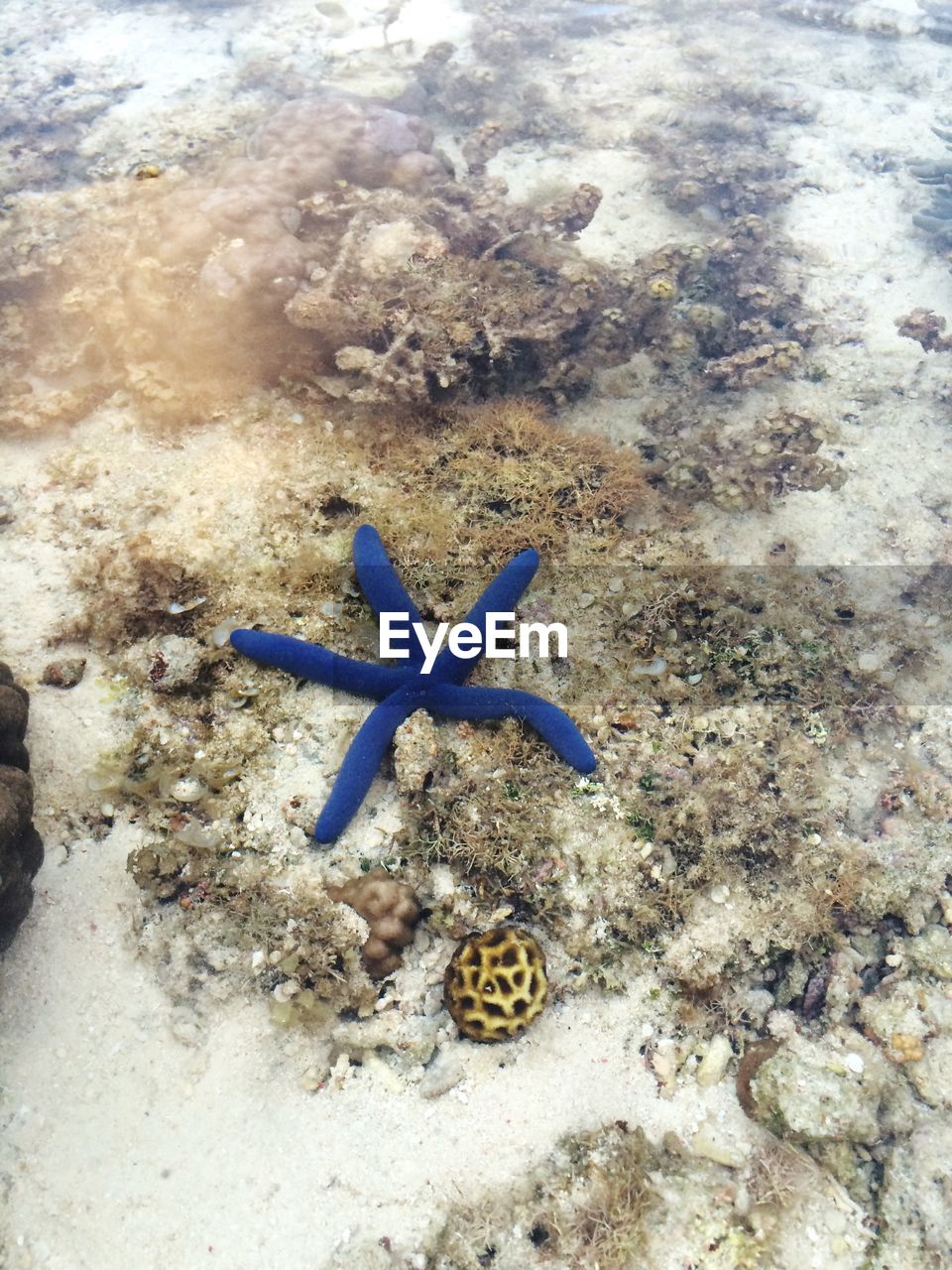 High angle view of starfish in sea