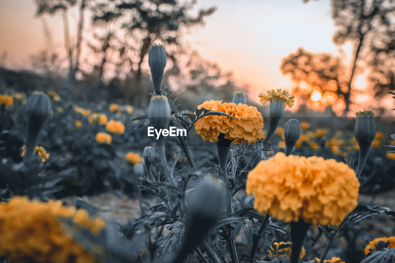 Close-up of orange flowering plants