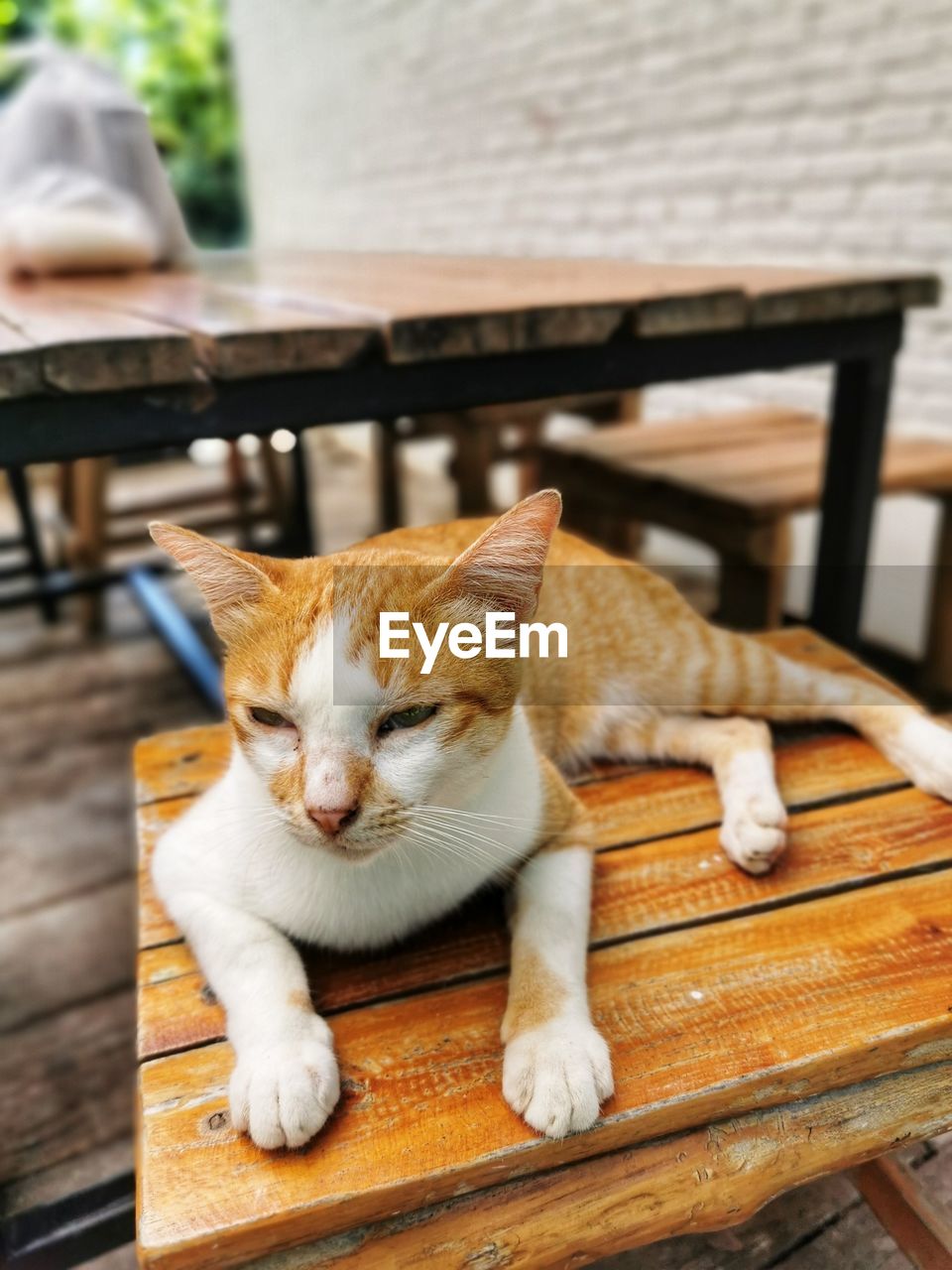 CAT RESTING ON TABLE