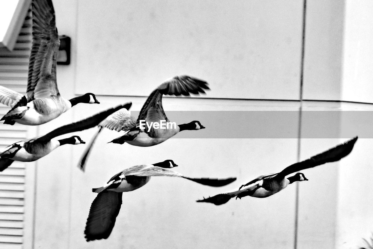 CLOSE-UP OF BIRDS FLYING