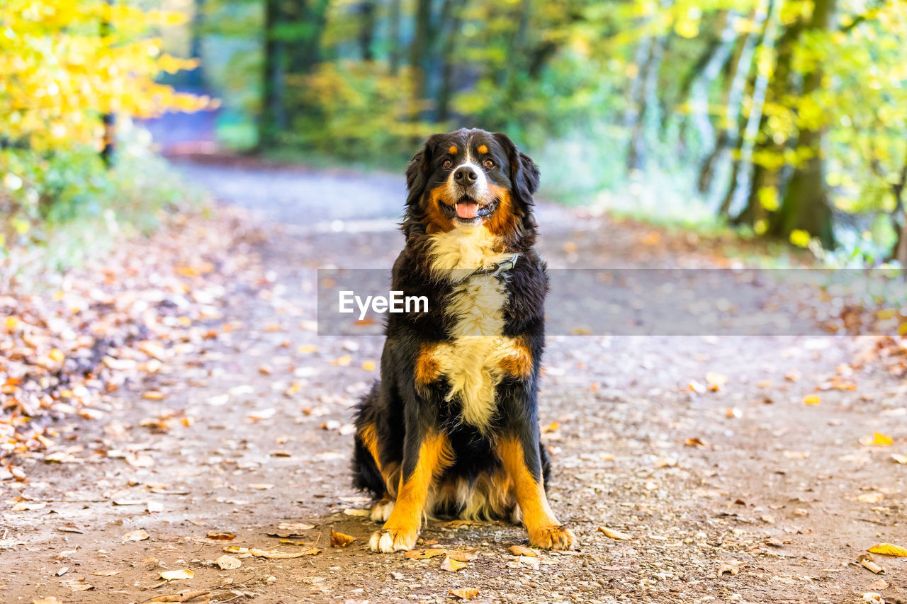 Sweet bernese mountain dog in autumn