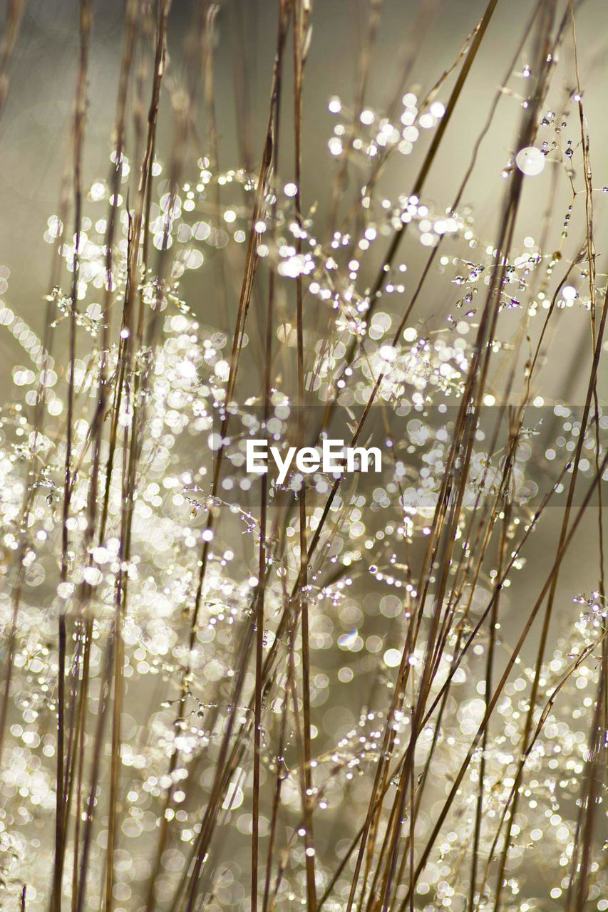 Close-up of flowering plants against water