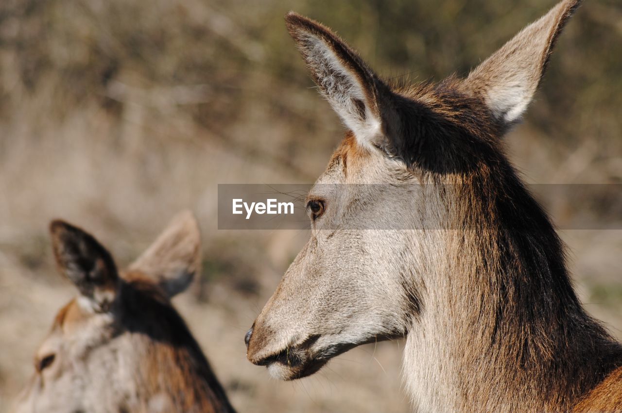 Close-up of red deer on field