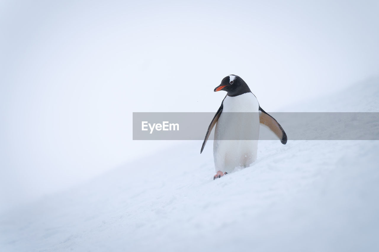 Gentoo penguin on snowy slope eyeing camera