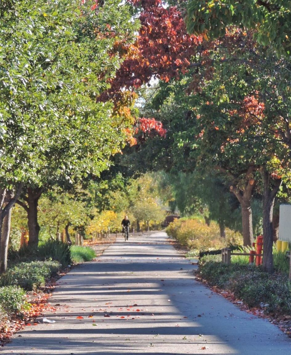 FOOTPATH LEADING TOWARDS TREES