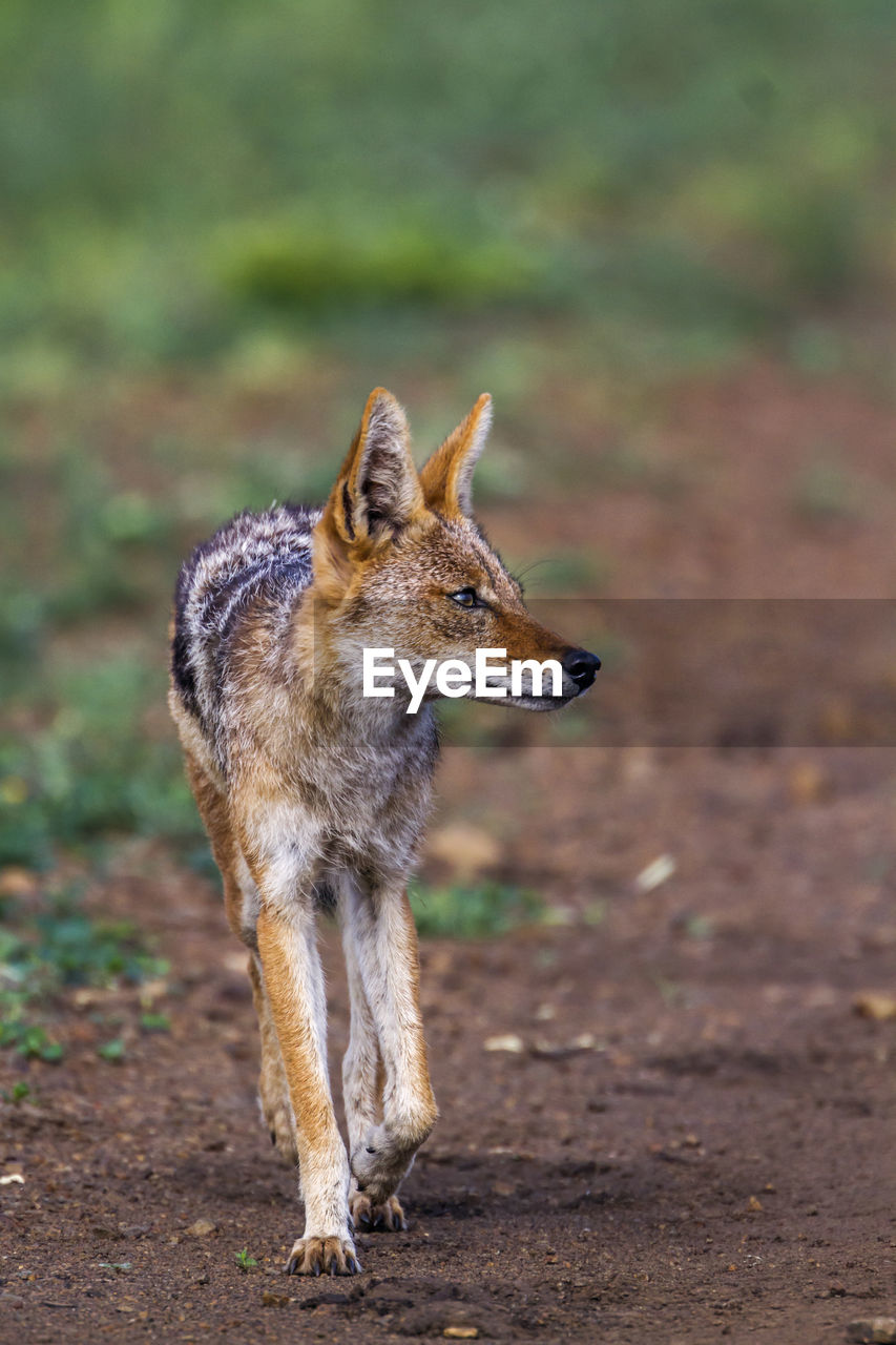 Close-up of black-backed jackal looking away while walking on land