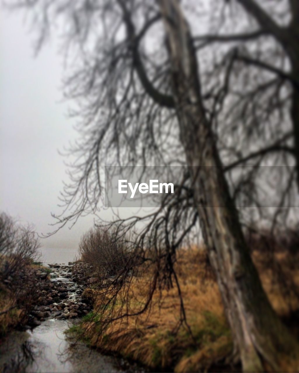 VIEW OF BARE TREES ON LANDSCAPE AGAINST SKY