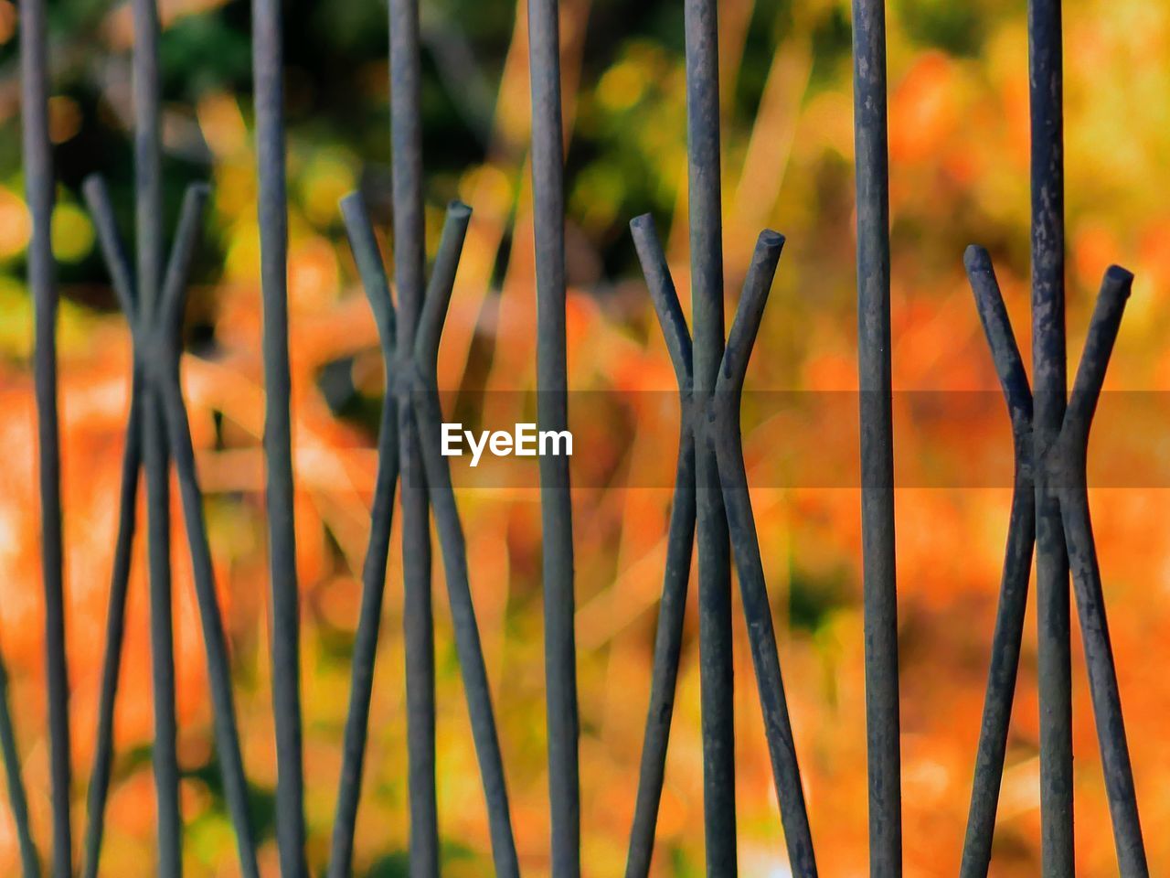 grass, plant, no people, branch, nature, leaf, growth, close-up, focus on foreground, plant stem, flower, day, macro photography, outdoors, orange color, sunlight, beauty in nature, prairie, yellow, land