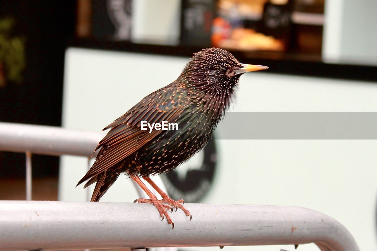 CLOSE-UP OF A BIRD PERCHING ON RAILING