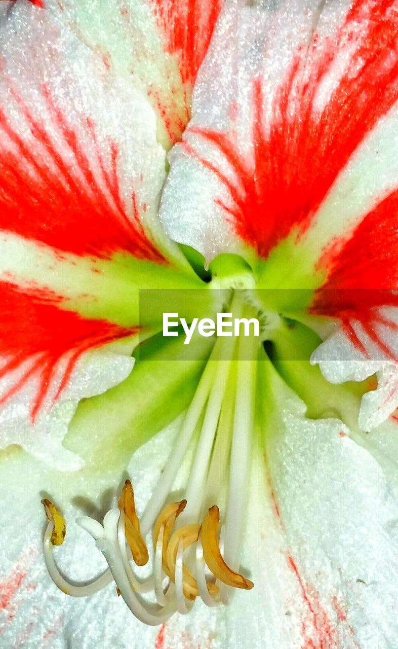 Close-up of red flower