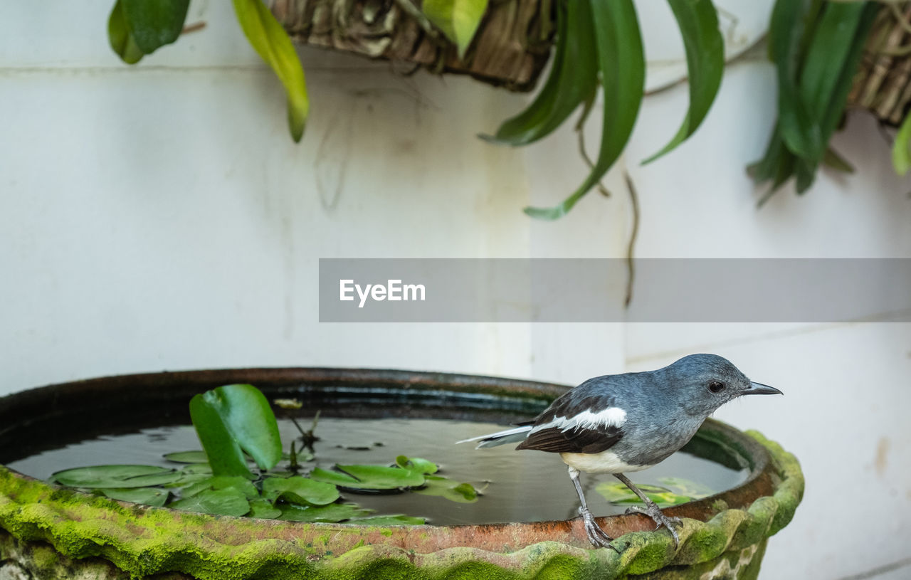Close-up of bird oriental magpie robin
