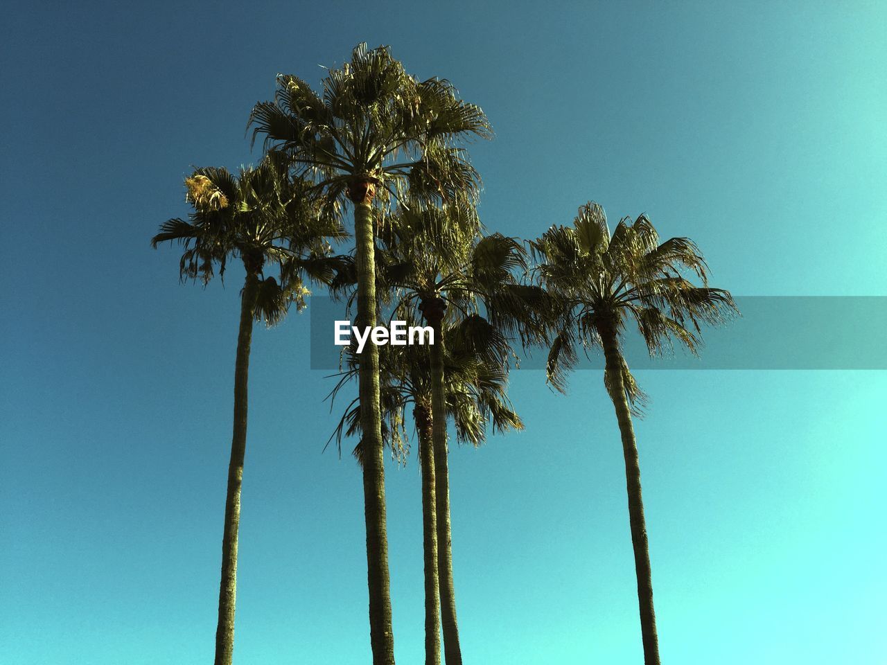 Low angle view of palm trees against clear blue sky