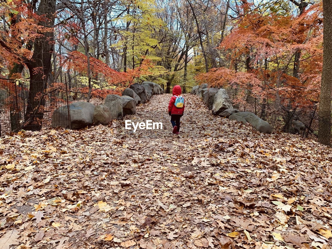 autumn, tree, nature, leaf, plant part, one person, plant, leisure activity, land, full length, lifestyles, day, rear view, forest, walking, trail, men, women, woodland, outdoors, beauty in nature, adult, childhood, wilderness, falling, tranquility, winter, dry, child, casual clothing, non-urban scene, orange color, growth, standing, leaves, scenics - nature, tranquil scene, warm clothing, female