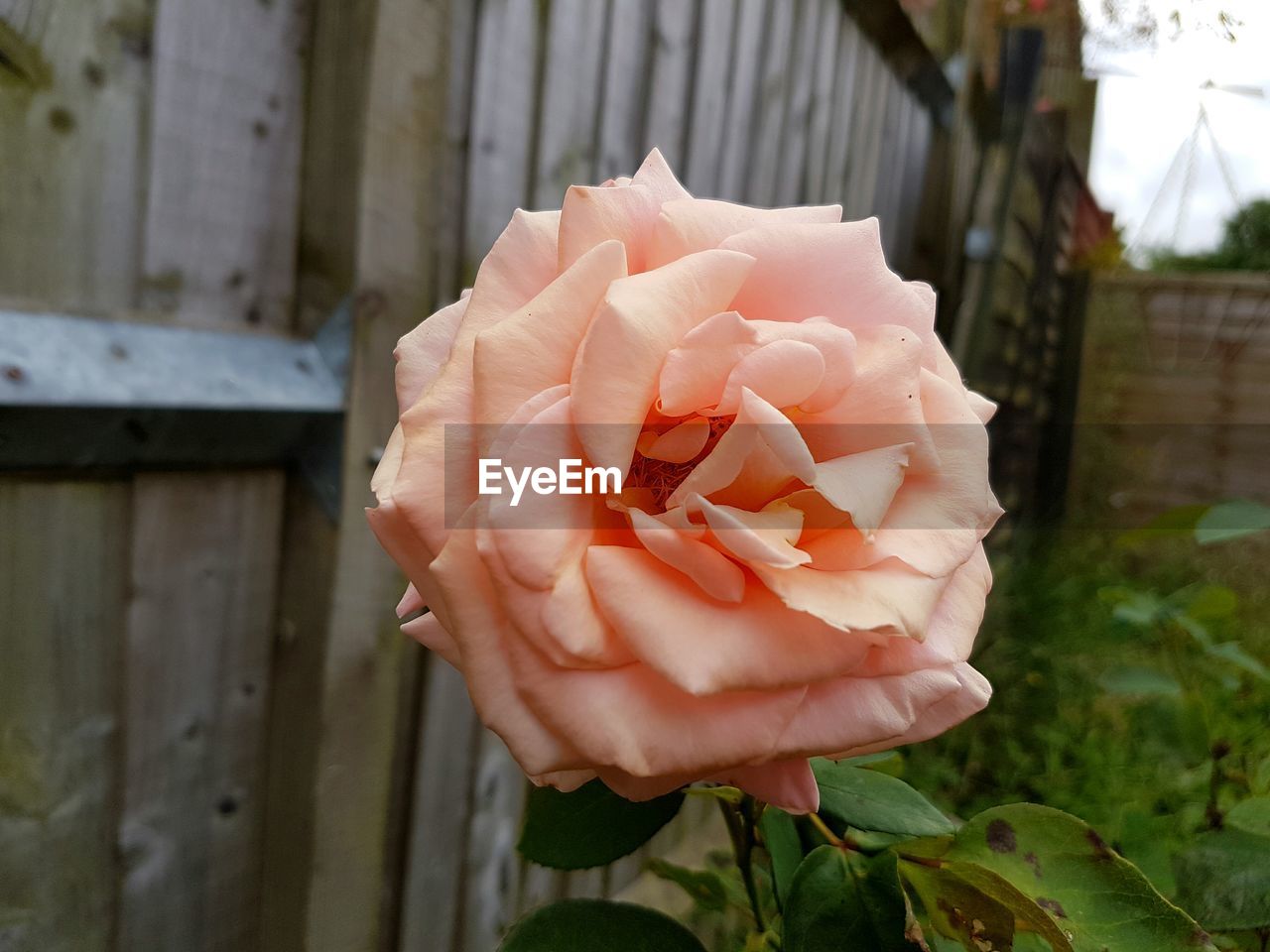 CLOSE-UP OF ROSE BLOOMING