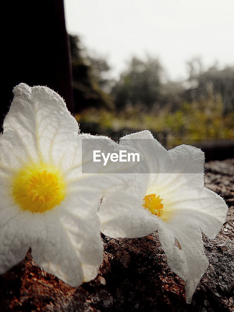 Close-up of plucked flowers on rocks outdoors