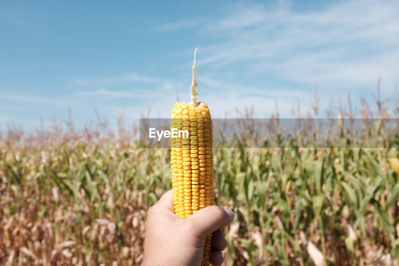 Cropped hand of man holding sweetcorn on field