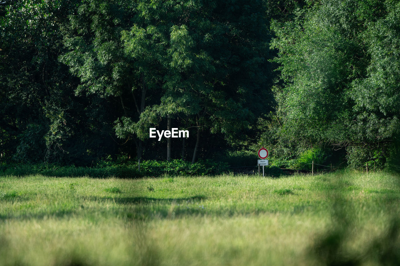 TREES ON FIELD